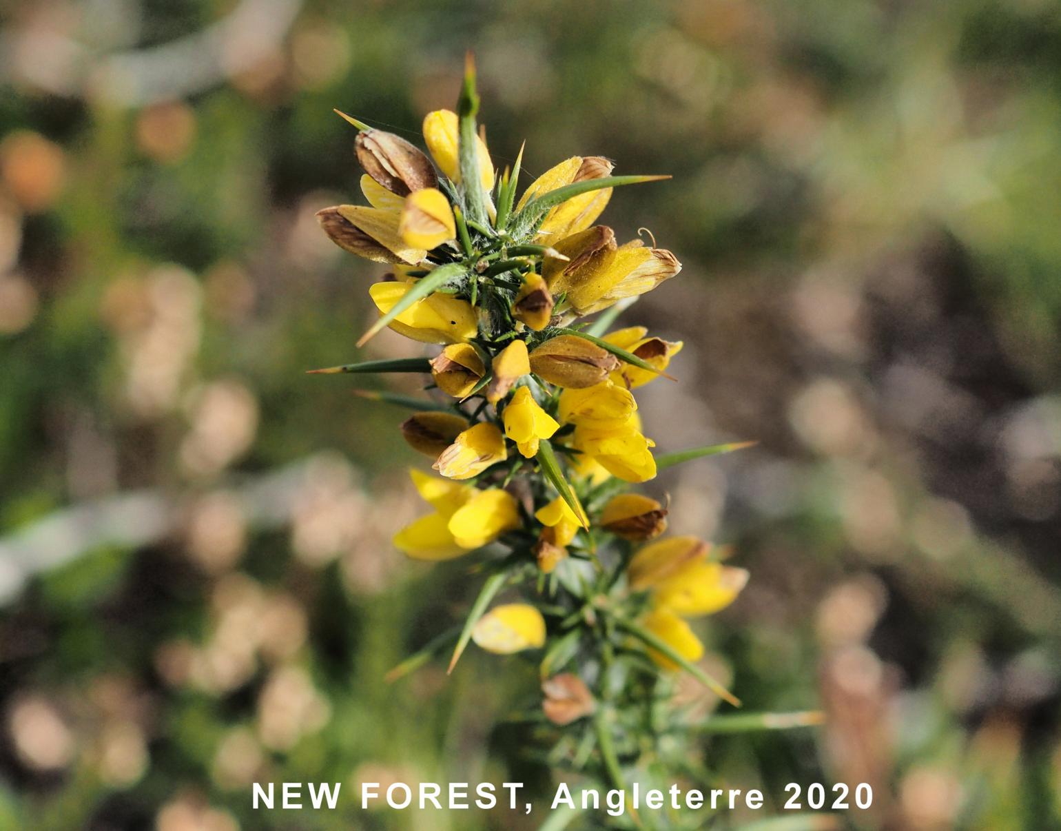 Gorse, Dwarf